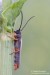 kozlíček (Brouci), Oberea moravica Kratochvíl, 1989, Cerambycidae (Coleoptera)